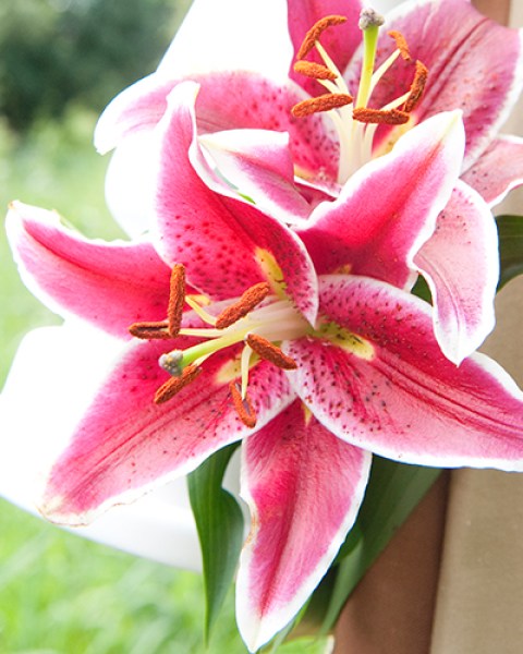 Lilium Stargazer